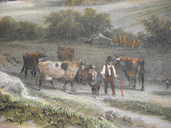 Berger et ses vaches au début du 19e s. Collection A. Belmont